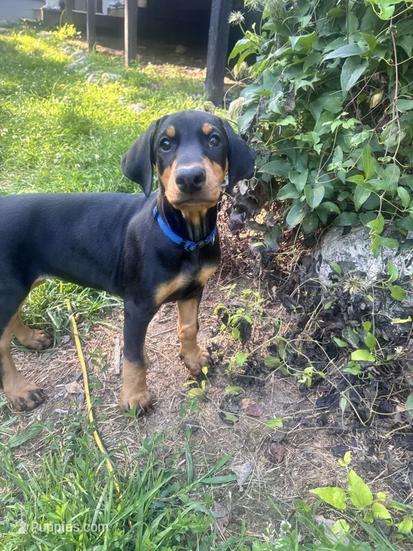 Reba – Doberman Pinscher puppy for sale in Charlotte, MI