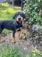 Reba, a female Doberman Pinscher for sale in Charlotte, MI – 1 of 4