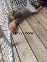 Ricky Bobby, a male Doberman Pinscher for sale in Charlotte, MI – 3 of 3