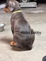 Ricky Bobby, a male Doberman Pinscher for sale in Charlotte, MI – 2 of 3
