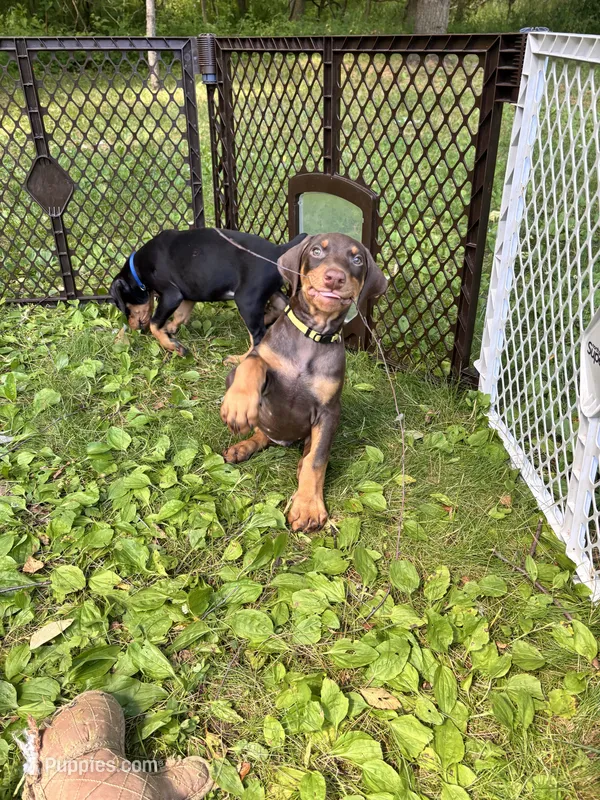 Ricky Bobby – Doberman Pinscher puppy for sale in Charlotte, MI