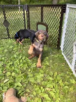 Ricky Bobby, a male Doberman Pinscher for sale in Charlotte, MI – 1 of 3
