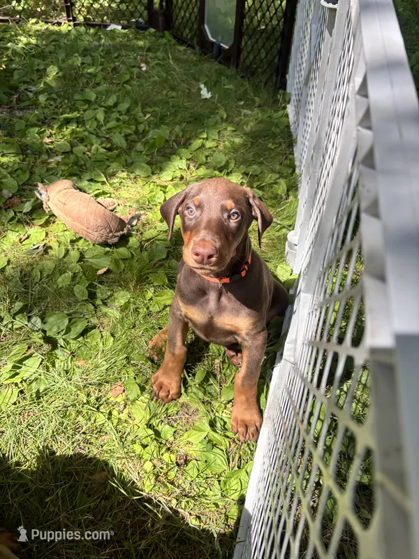 Buck, a male Doberman Pinscher for sale in Charlotte, MI – 1 of 4