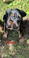 Dixie, a female Doberman Pinscher for sale in Charlotte, MI – 2 of 3