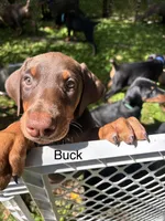 Buck, a male Doberman Pinscher for sale in Charlotte, MI – 2 of 4