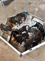 Reba, a female Doberman Pinscher for sale in Charlotte, MI – 3 of 4