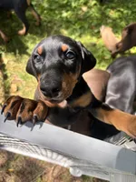 Little Pistol Annie, a female Doberman Pinscher for sale in Charlotte, MI – 2 of 3
