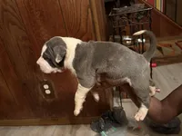 Bentley, a male American Bully for sale in Indianapolis, IN – Photo 1 of 4