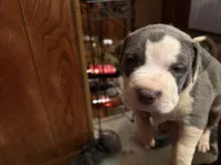 Bentley, a male American Bully for sale in Indianapolis, IN – Photo 2 of 4