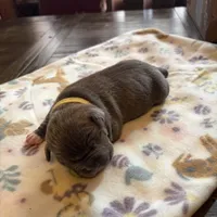 Buzz, a male American Bully for sale in Indianapolis, IN – Photo 3 of 4