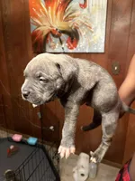 Buzz, a male American Bully for sale in Indianapolis, IN – Photo 1 of 4