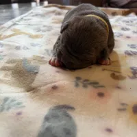 Buzz, a male American Bully for sale in Indianapolis, IN – Photo 2 of 4