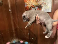 Buzz, a male American Bully for sale in Indianapolis, IN – Photo 4 of 4