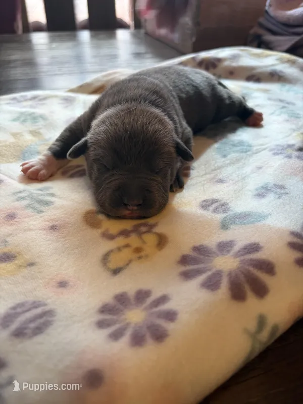 BLUE – American Bully puppy on hold in Indianapolis, IN