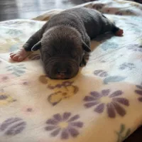 BLUE, a male American Bully for sale in Indianapolis, IN – Photo 1 of 2