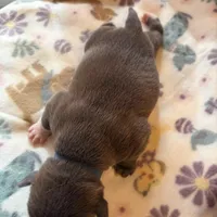 BLUE, a male American Bully for sale in Indianapolis, IN – Photo 2 of 2