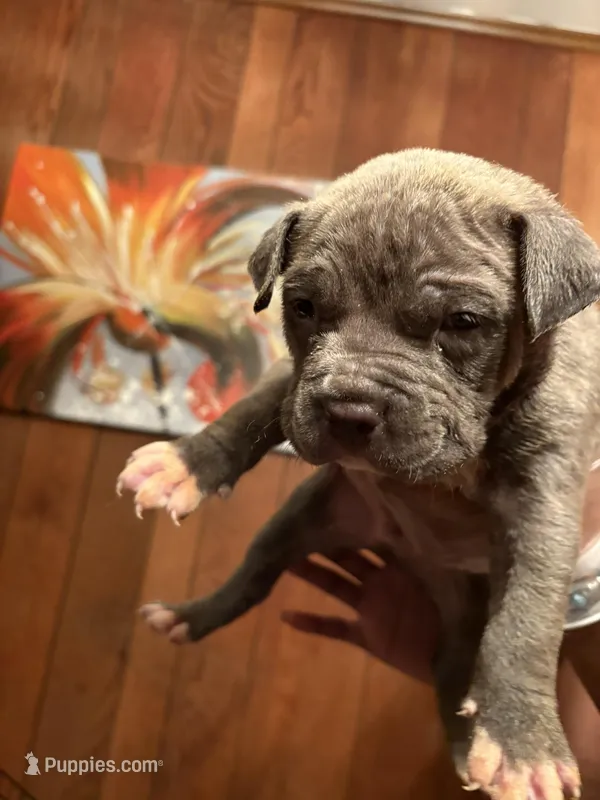 Boss – American Bully puppy for sale in Indianapolis, IN