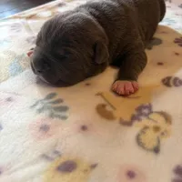 Boss, a male American Bully for sale in Indianapolis, IN – Photo 2 of 4