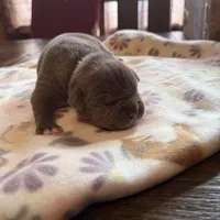 Luna, a female American Bully for sale in Indianapolis, IN – Photo 2 of 4