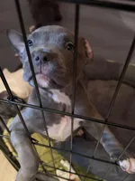 Luna, a female American Bully for sale in Indianapolis, IN – Photo 4 of 4