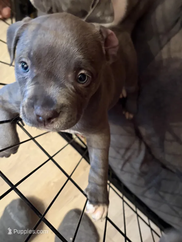 Luna – American Bully puppy for sale in Indianapolis, IN