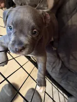 Luna, a female American Bully for sale in Indianapolis, IN – Photo 1 of 4