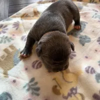 Luna, a female American Bully for sale in Indianapolis, IN – Photo 3 of 4