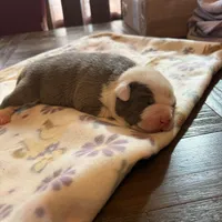 Roxanne, a female American Bully for sale in Indianapolis, IN – Photo 2 of 3