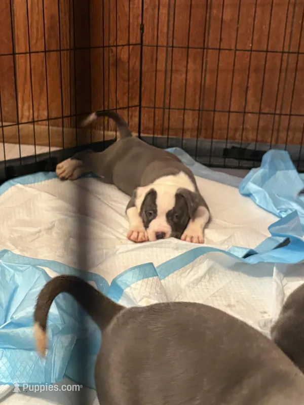 Roxanne – American Bully puppy for sale in Indianapolis, IN