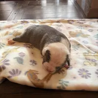 Roxanne, a female American Bully for sale in Indianapolis, IN – Photo 3 of 3