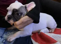 Spot, a male French Bulldog for sale in Phoenix, AZ – 3 of 4
