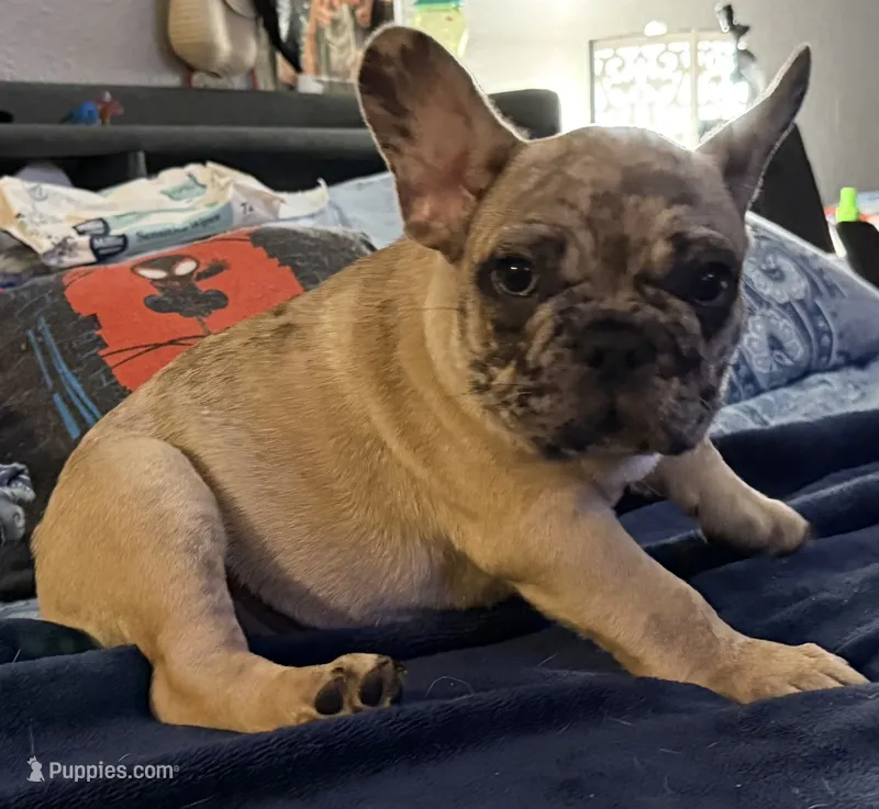 Chip Chester – French Bulldog puppy for sale in Phoenix, AZ