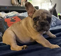 Chip Chester, a male French Bulldog for sale in Phoenix, AZ – 1 of 4