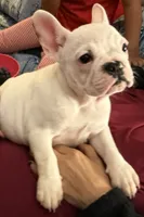 Raven, a female French Bulldog for sale in Phoenix, AZ – 1 of 4