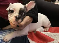 Spot, a male French Bulldog for sale in Phoenix, AZ – 4 of 4