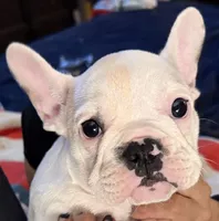 Raven, a female French Bulldog for sale in Phoenix, AZ – 2 of 4