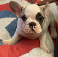 Opal, a female French Bulldog for sale in Phoenix, AZ – 2 of 3