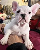 Raven, a female French Bulldog for sale in Phoenix, AZ – 3 of 4
