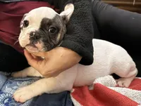 Spot, a male French Bulldog for sale in Phoenix, AZ – 1 of 4