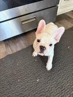Raven, a female French Bulldog for sale in Phoenix, AZ – 4 of 4
