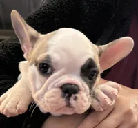 Opal, a female French Bulldog for sale in Phoenix, AZ – 3 of 3