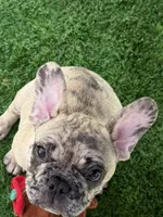 Chip Chester, a male French Bulldog for sale in Phoenix, AZ – 3 of 4