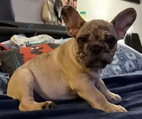 Chip Chester, a male French Bulldog for sale in Phoenix, AZ – 2 of 4
