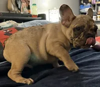 Chip Chester, a male French Bulldog for sale in Phoenix, AZ – 4 of 4
