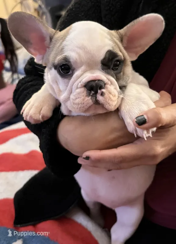 Opal – French Bulldog puppy for sale in Phoenix, AZ