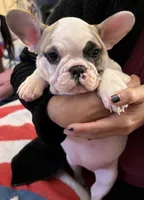 Opal, a female French Bulldog for sale in Phoenix, AZ – 1 of 3