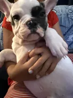 Spot, a male French Bulldog for sale in Phoenix, AZ – 2 of 4