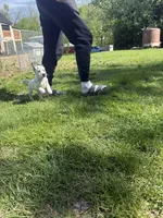 Ruby, a female German Shorthaired Pointer and Labrador Retriever for sale in East Peoria, IL – Photo 4 of 4