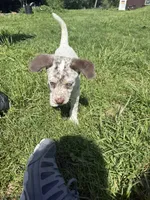 Ruby, a female German Shorthaired Pointer and Labrador Retriever for sale in East Peoria, IL – Photo 3 of 4