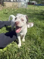 Ruby, a female German Shorthaired Pointer and Labrador Retriever for sale in East Peoria, IL – Photo 1 of 4